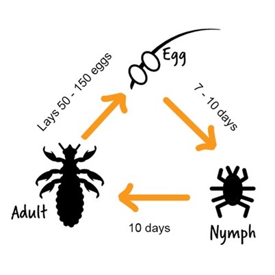 Nit life cycle - Eggs hatch between 7-10 days to a nymph, which grows to an adult in 10 days and can lay between 50-150 eggs.