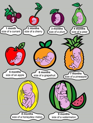 Graphic showing babies as the size of different fruits, from the size of a currant at 1 month, to the size of a watermelon at 9 months.